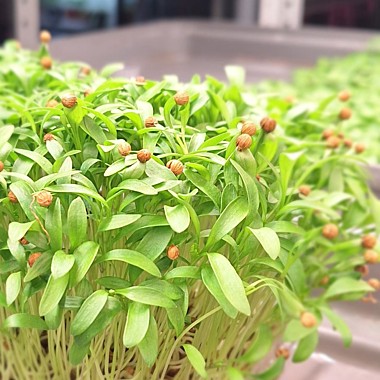 Кориандр(кинза)