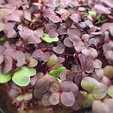 Редис Санго