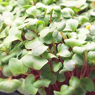 Редис Ред Корал