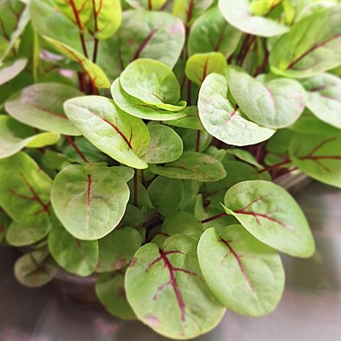 Щавель красножильный