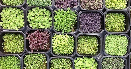 Микрозелень